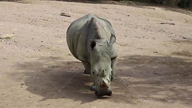 African animal rhinoceros