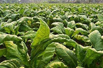 Tobacco plant in farm of thailand