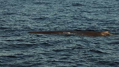sperm whale breathing on sea surface