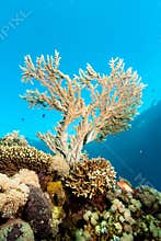 Acropora coral near the surface