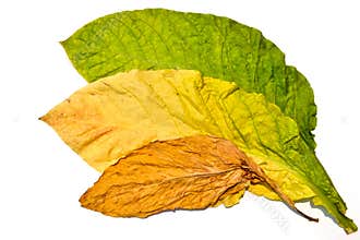 Tobacco Leaf On White Background