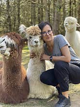 Brunette woman playing with cute alpacas at an eco farm in Poland