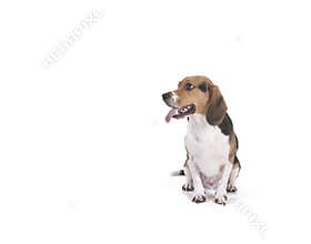 Beagle on white