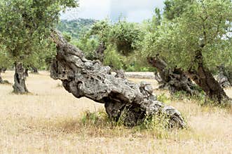 Olive Tree with knobby Trunk