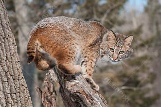Bobcat (Lynx rufus) Crouches on Snowy Stump