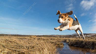 A dog jumping over water