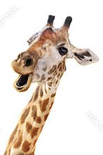 Giraffe head face look funny