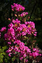 Fushia Flowers