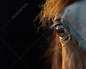 Horse closeup