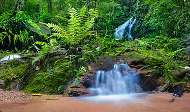 Jungle background