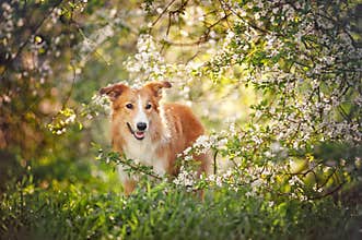 Border collie dog portrait in spring