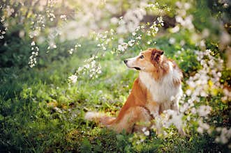 Border collie dog portrait in spring