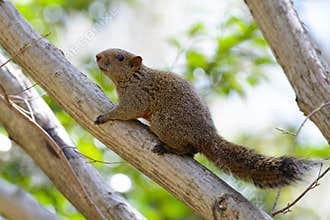 Squirrel on tree