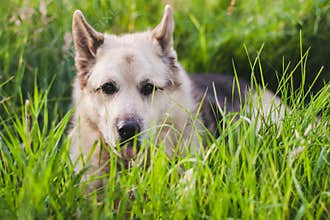 Furry Portrait of a Hybrid Canine in Green Grass