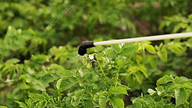 Spray ecological pesticide. spraying toxic pesticides, pesticide, insecticides. Cropped shot of farmer sprays blooming
