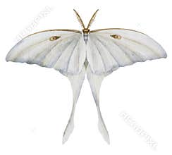 White Luna Moth on isolated background. Watercolor illustration of Night moon Butterfly. Hand drawn clip art of a flying