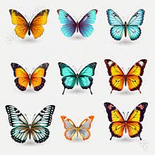 Colorful Butterfly Illustrations On White Background