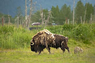 Alaskan musk