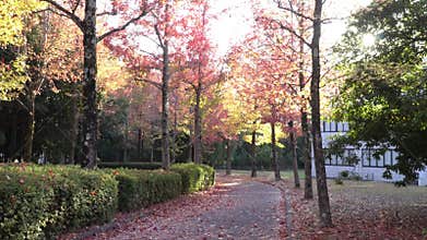 Autumn season in Japan. A trial through the colorful Momiji or maple trees.