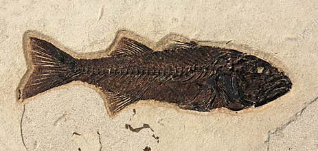 Fish Fossil