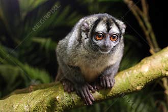 Night monkey, also known as owl monkey