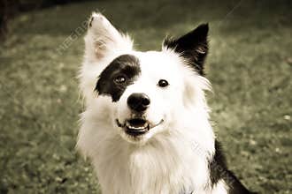Black and white dog (8) border collie mix