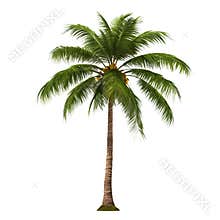Coconut tree cut out on a transparent background. Close-up of an exotic tree in PNG format, side view. Clipart of trees
