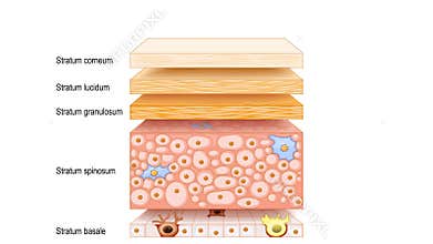 Skin epidermis structure