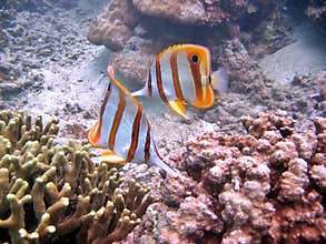 Beaked Coralfish