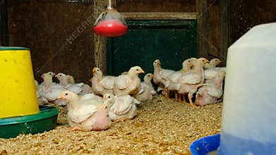 Broiler chickens in the chicken coop. Selective focus.