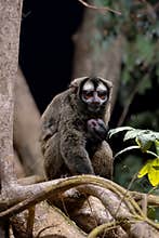 The gray-handed night monkey (Aotus griseimembra)