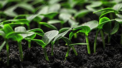 Plant Grow In Timelapse Sprouts Germination From Seeds Farming And Gardening