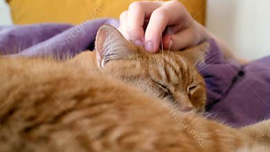 Young woman and her pet ginger cat resting in bed close-up. Red cat sleeps with his owner