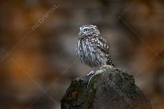 Romania bird wildlife. Little Owl, Athene noctua, bird in old roof tile ruin. Urban wildlife with bird with yellow eyes, Romania.