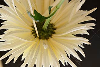 very nice colorful chrysanthemum garden flower from close