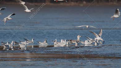Many river gulls hunt fish in lakes, rivers, and canals. Seagulls fly over the water. Seagulls gracefully