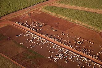 Green Field and Cattle