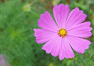 Pink cosmos flower