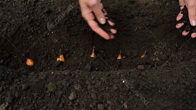 A woman\'s hand plants tulip bulbs in the ground