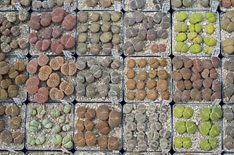 Lithops - living stones