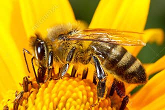Bee on the flower