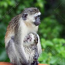 Wet monkey
