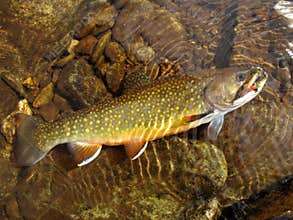 Brook Trout-Full View