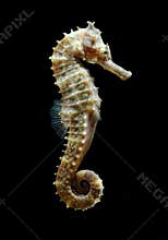 Tropical fish, seahorse on black background