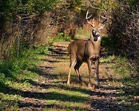 Whitetail Deer Buck