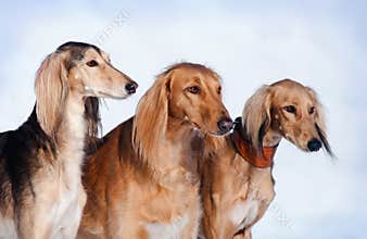 Three dogs portrait