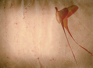 Long tail butterfly moth old grunge