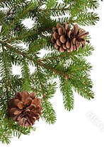 Pine Cones and Needles