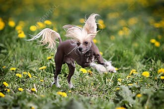 Chinese crested dog