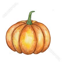 Pumpkin in watercolor on a white background